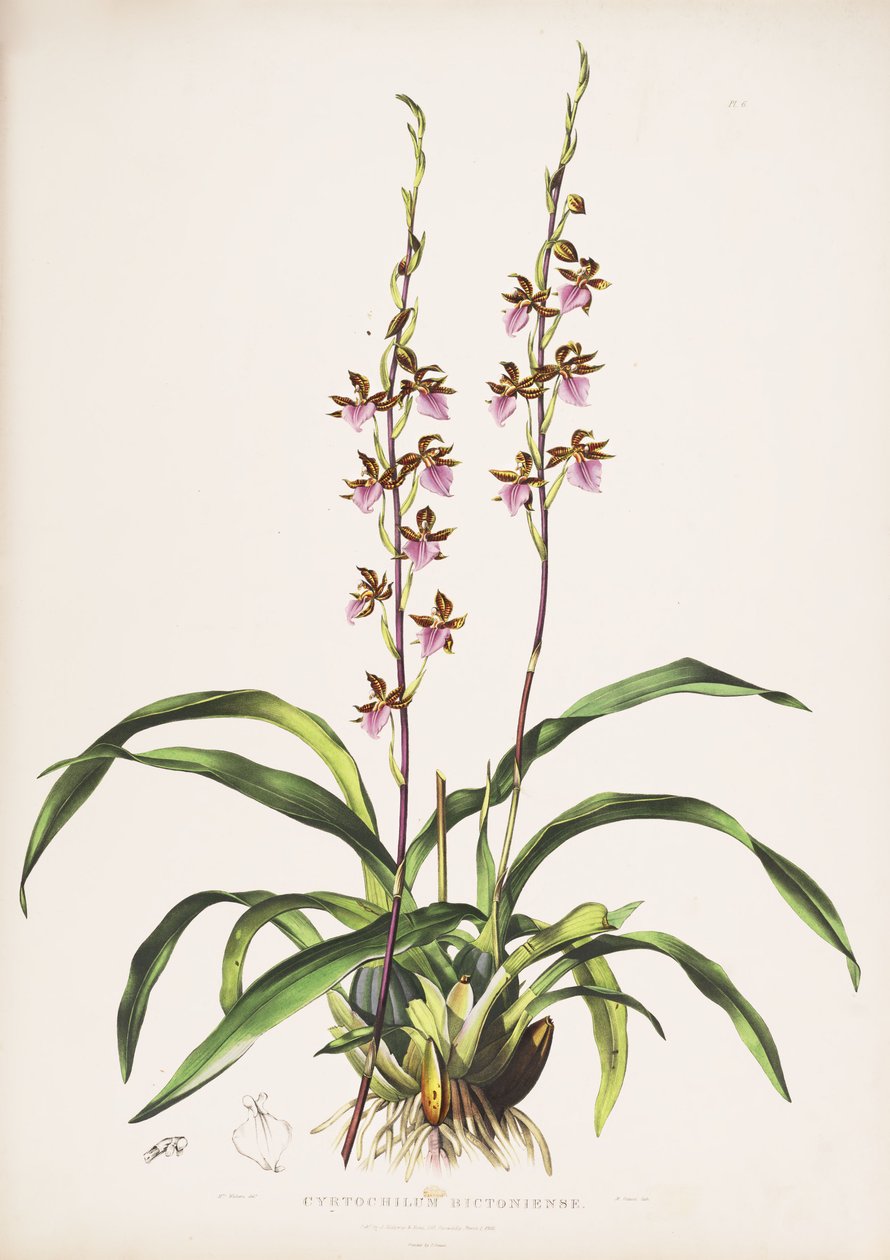 Illustration de Rhynchostele bictoniensis (comme syn. Cyrtochilum bictoniense) - Augusta Innes Withers