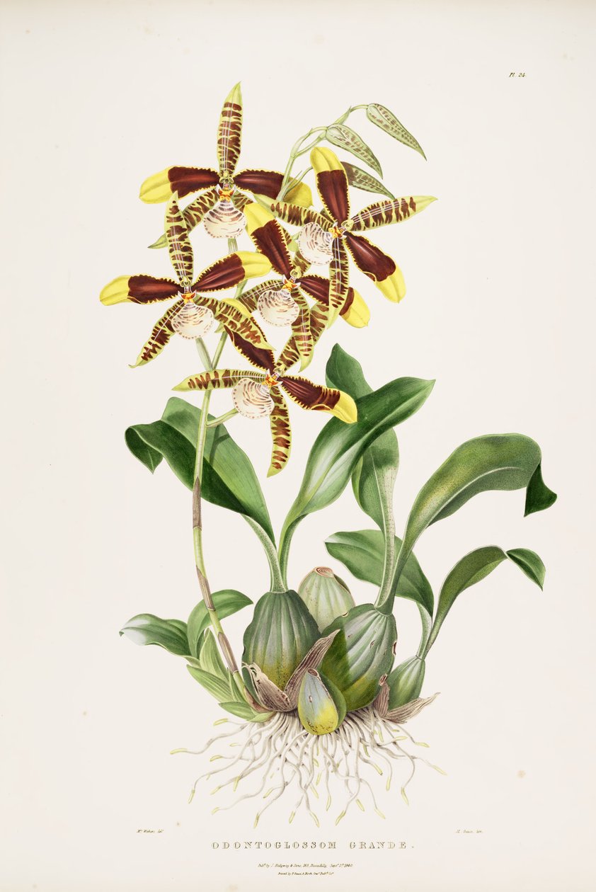 Rossioglossum grande - Augusta Innes Withers