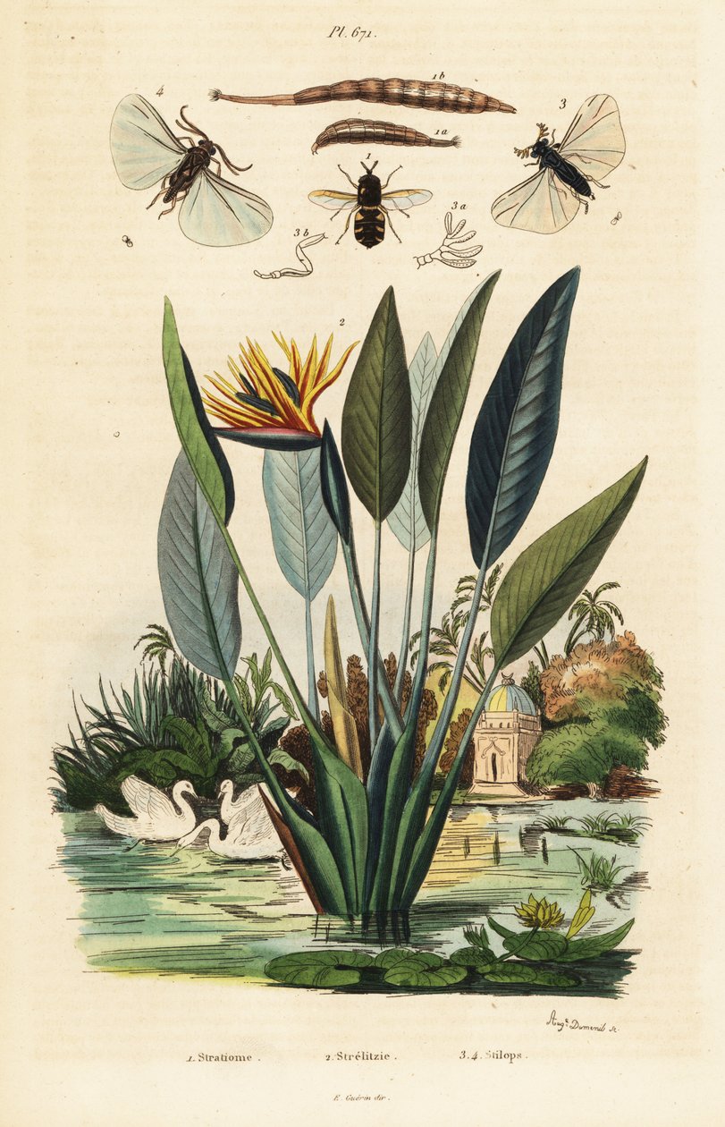 Soldat mouche, fleur de grue et ,1834-1839 (gravure) - Auguste Dumenil
