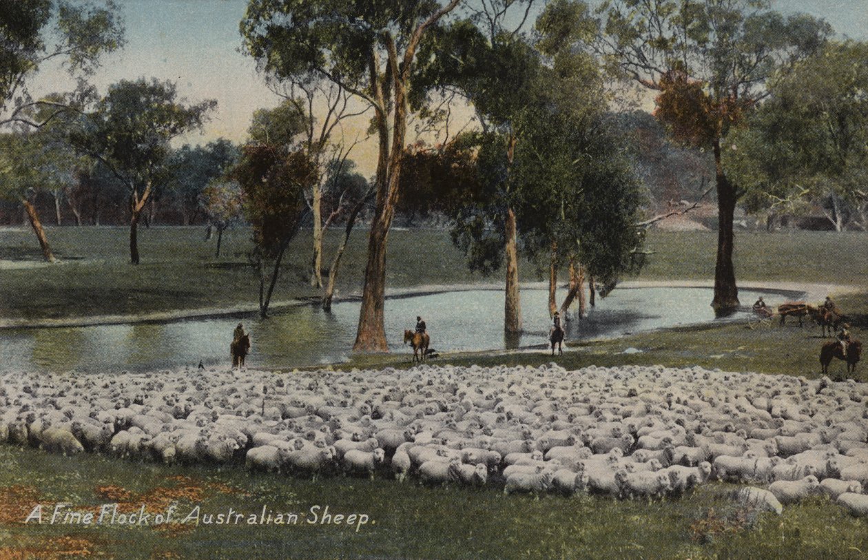 Un beau troupeau de moutons australiens - Australian Photographer