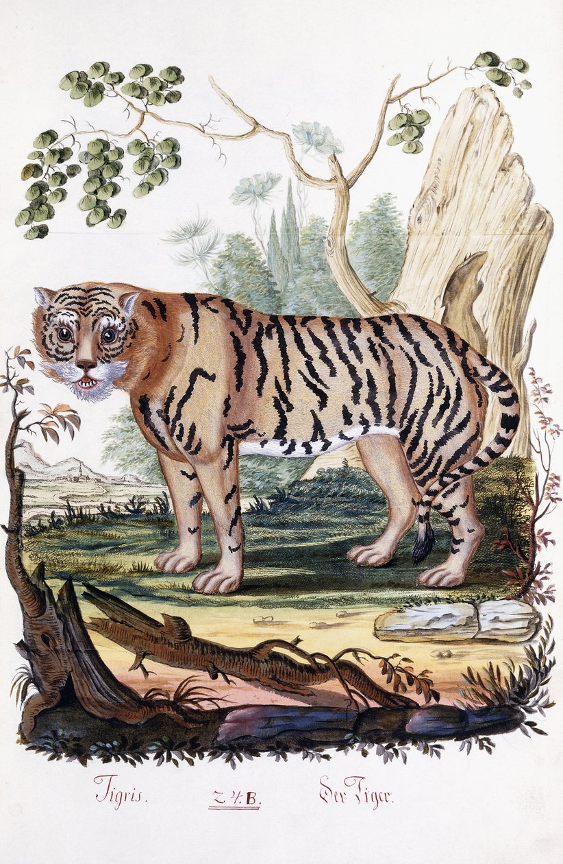Tigre, 1794 - Austrian School