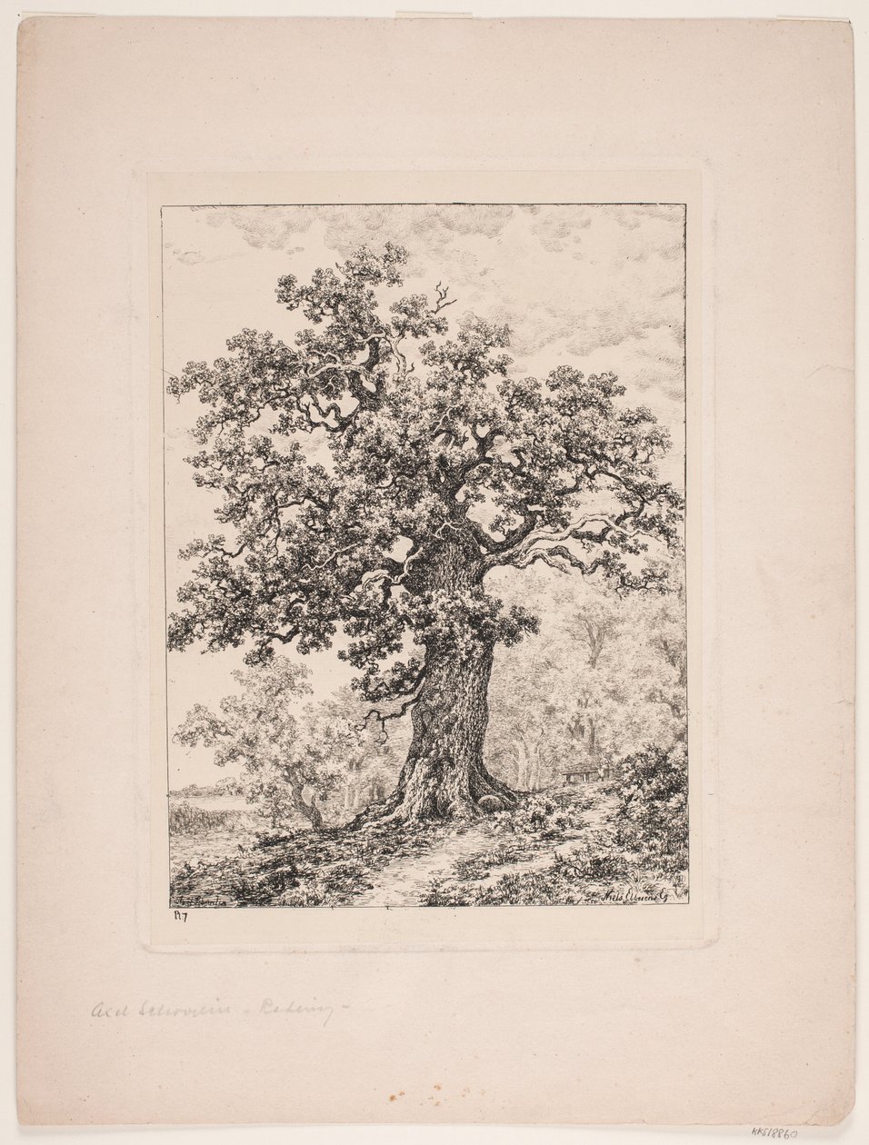 Le chêne de Niels Ebbesen. Forêt de Gyllingnæs - Axel Schovelin