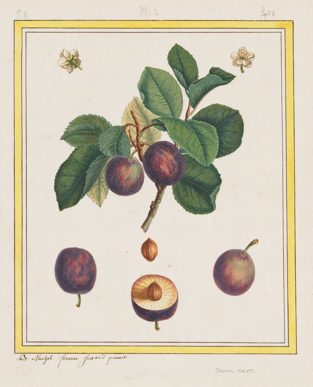 Prune de Damas - B. Michel
