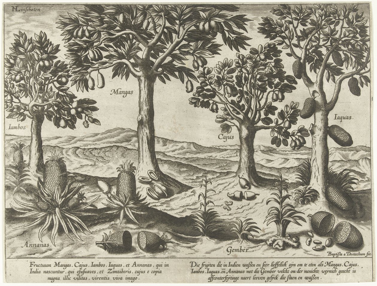 Arbres fruitiers et arbustes des Indes orientales - Baptista van Doetechum