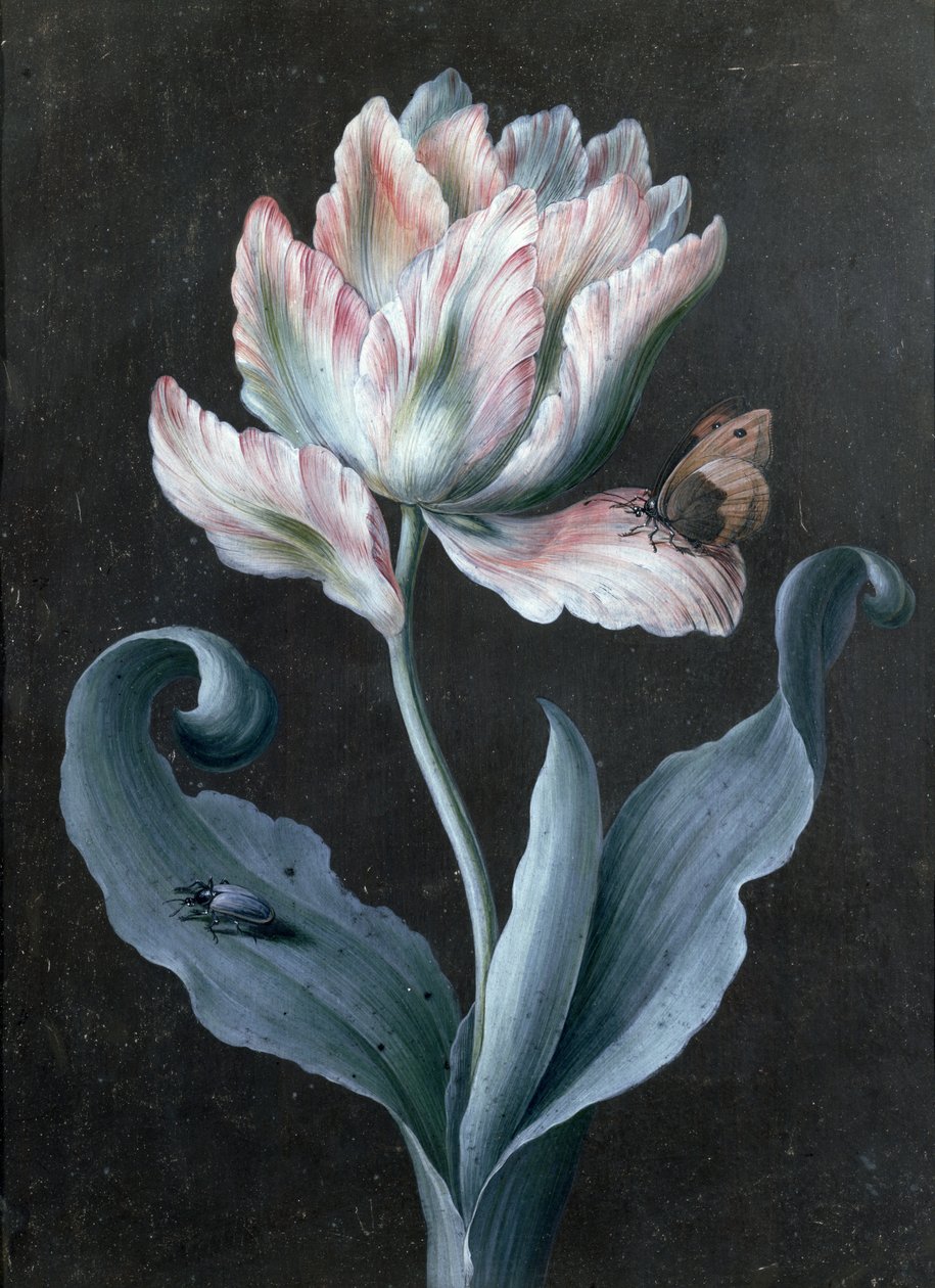 Tulipe perroquet avec papillon et coléoptère - Barbara Regina Dietzsch