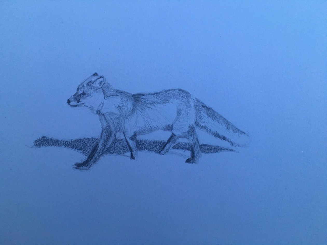 Renard - Barbara Hoogeweegen