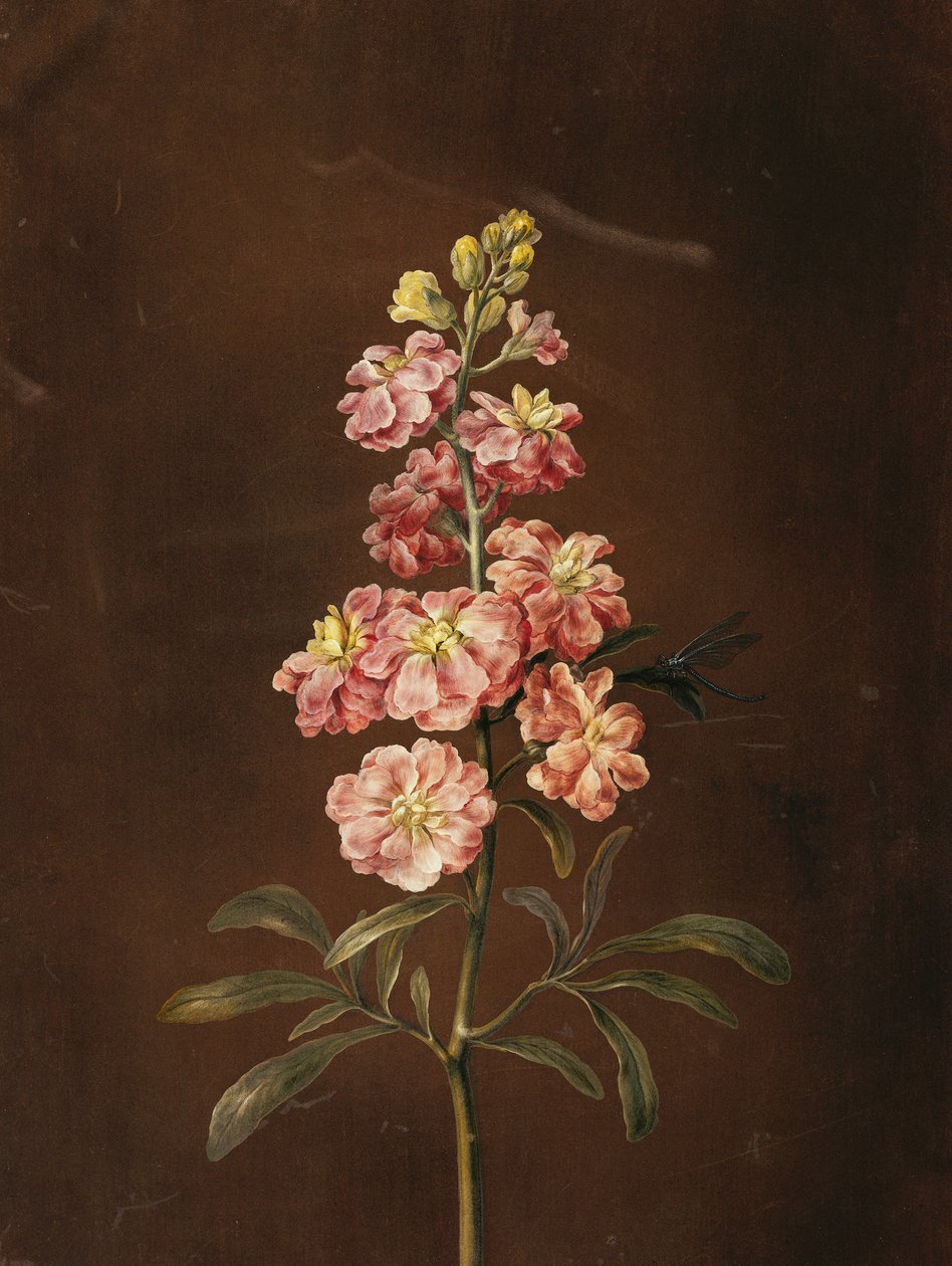 Un stock rose avec une libellule - Barbara Regina Dietzsch