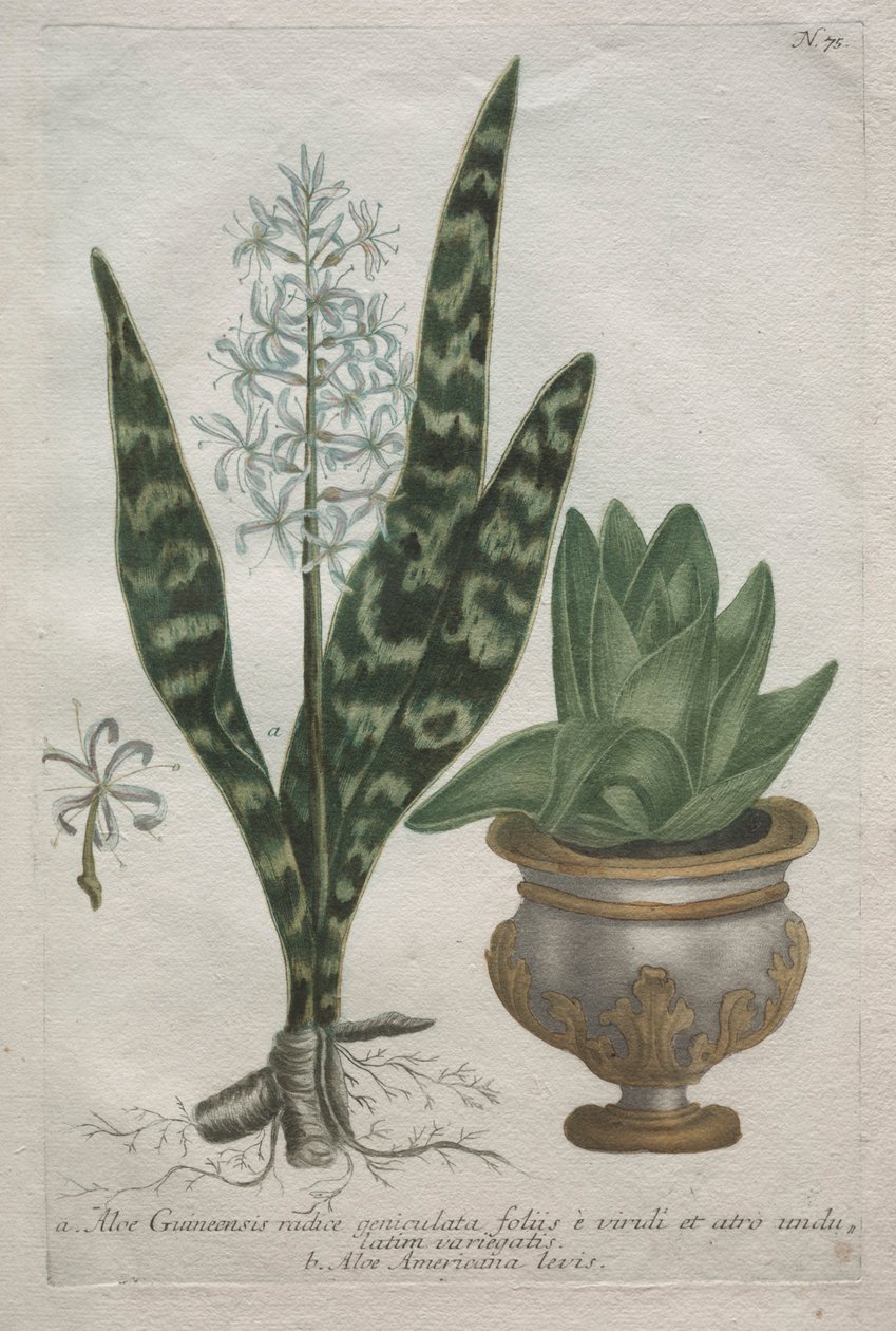 Aloès - Bartholomaus Seutter