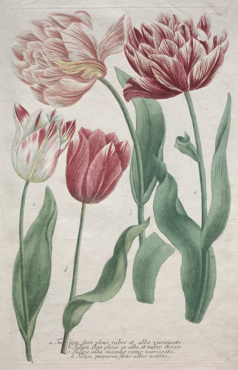 Tulipes - Bartholomaus Seutter