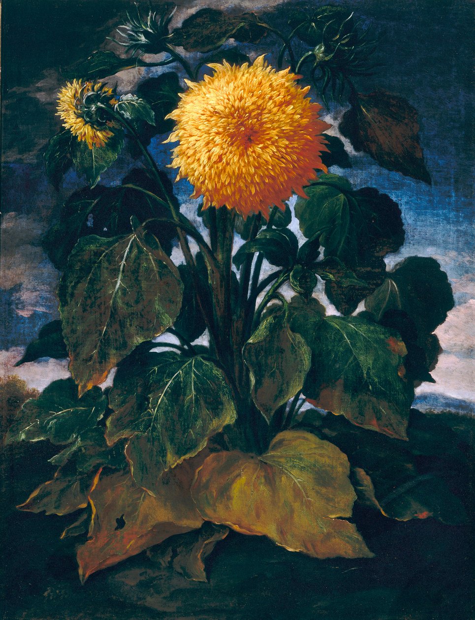 Double tournesol - Bartolomeo Bimbi