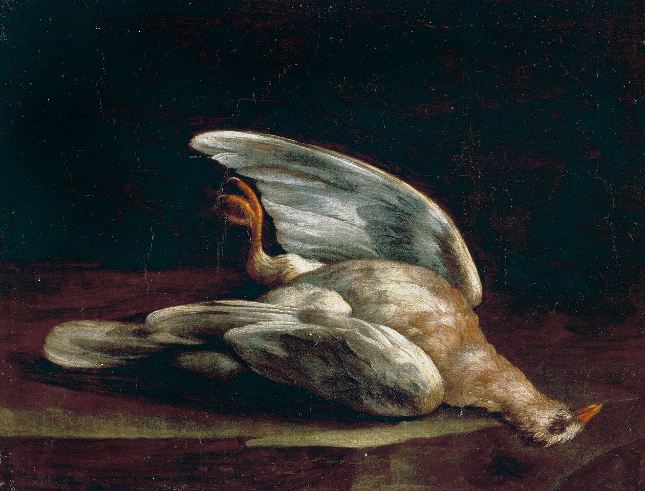 Pigeon ramier - Bartolomeo Bimbi