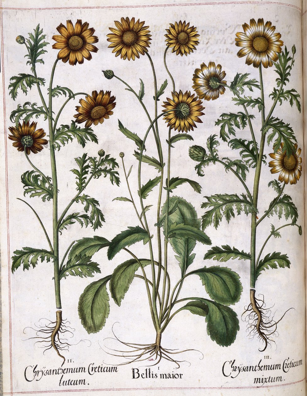 Chrysanthème, de 