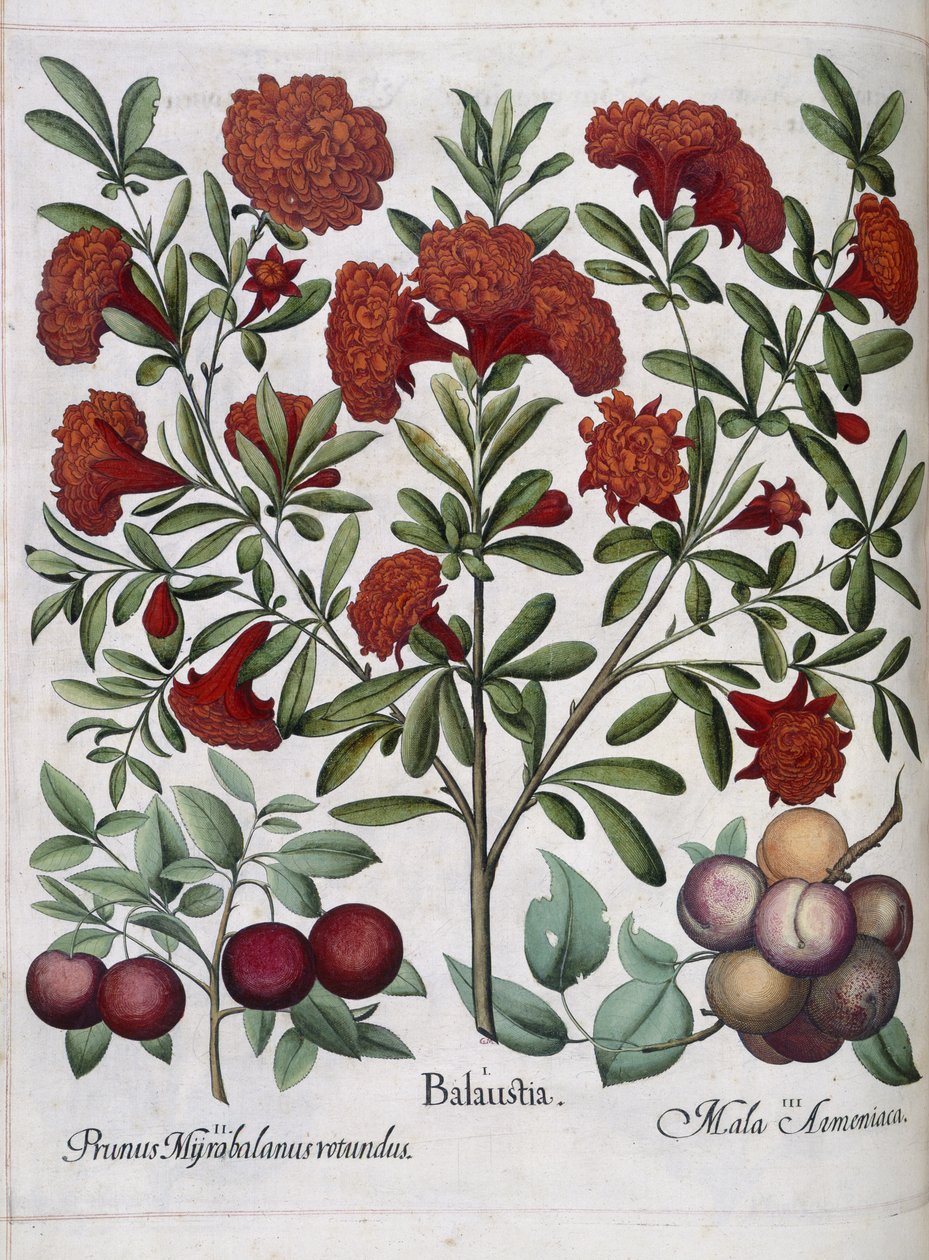 Fruit, de 
