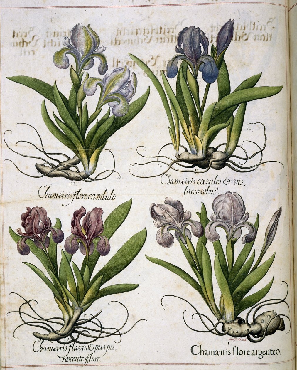 Iris, de 