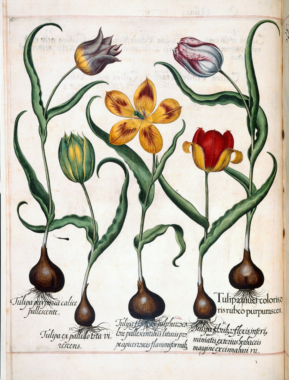 Tulipe, de 
