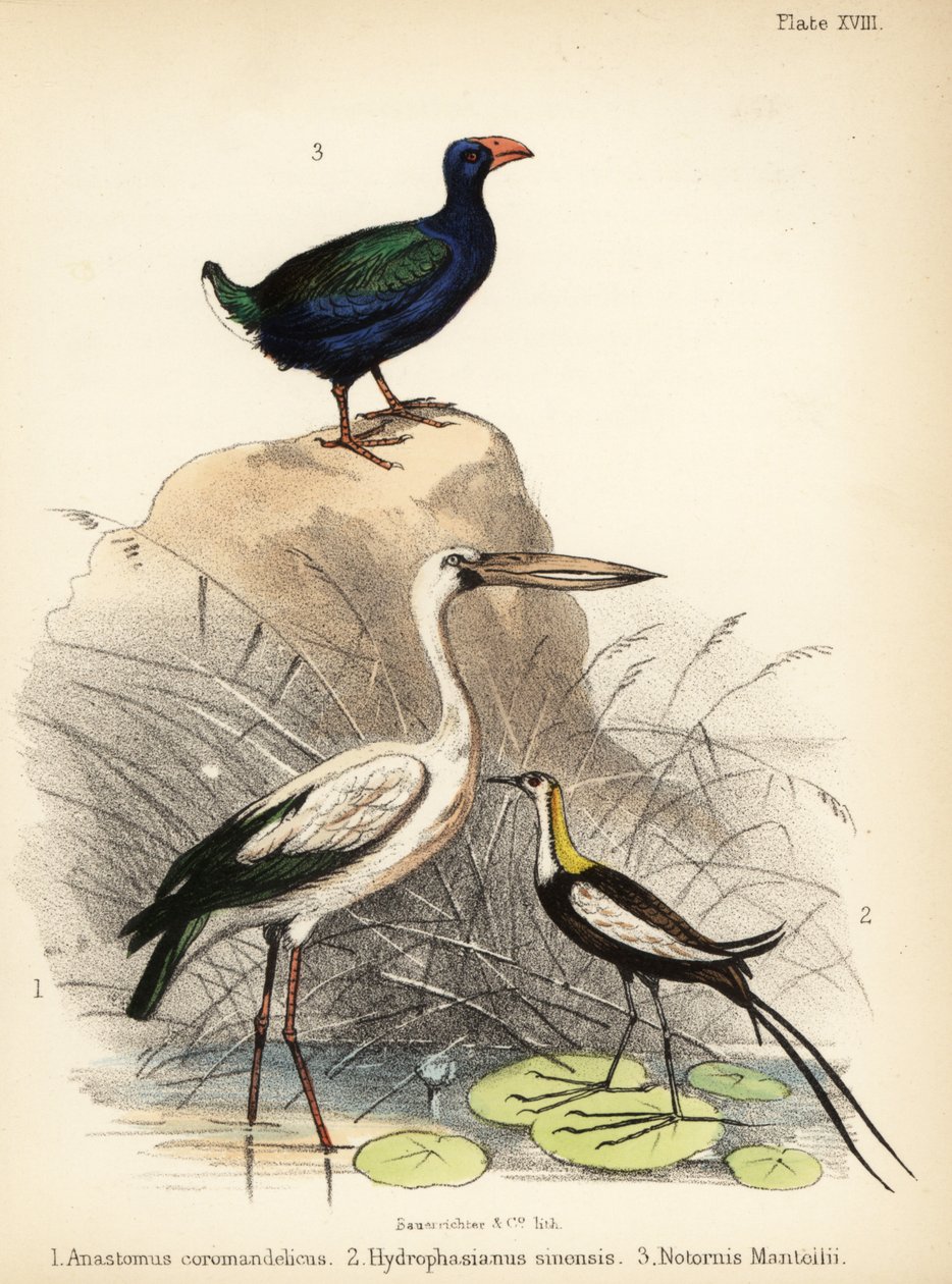 Cigogne asiatique, jacana à longue queue et takahe. 1855 (lithographie) - Bauerrichter