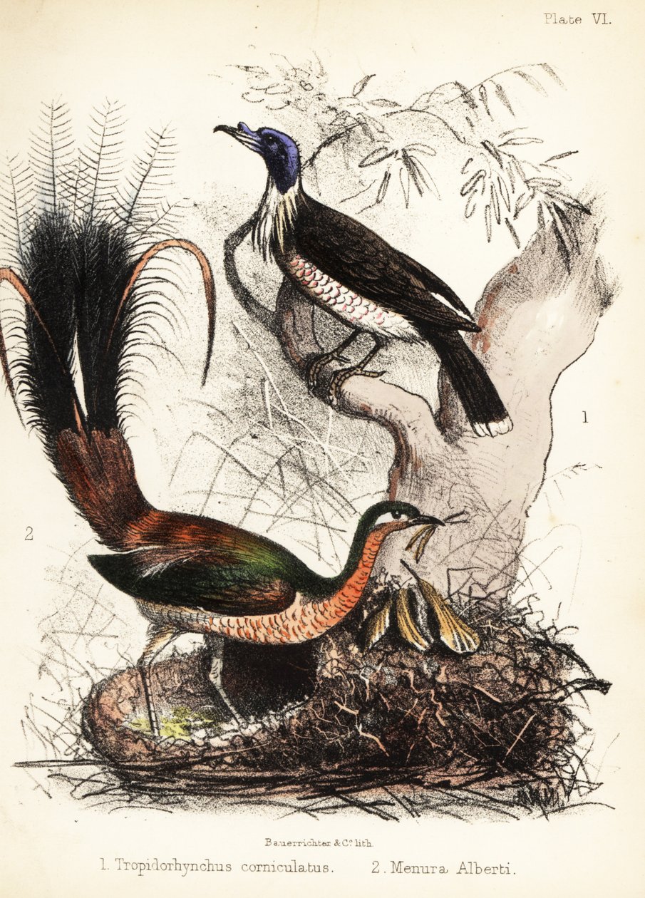 Friarbird et oiseau-lyre. 1855 (lithographie) - Bauerrichter