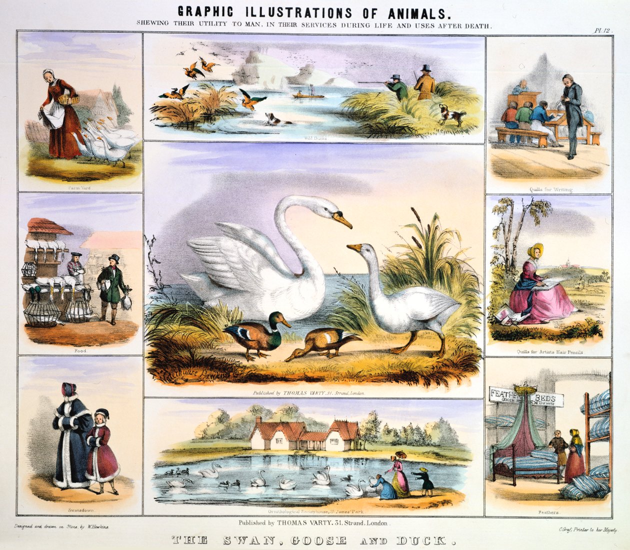Le cygne, l