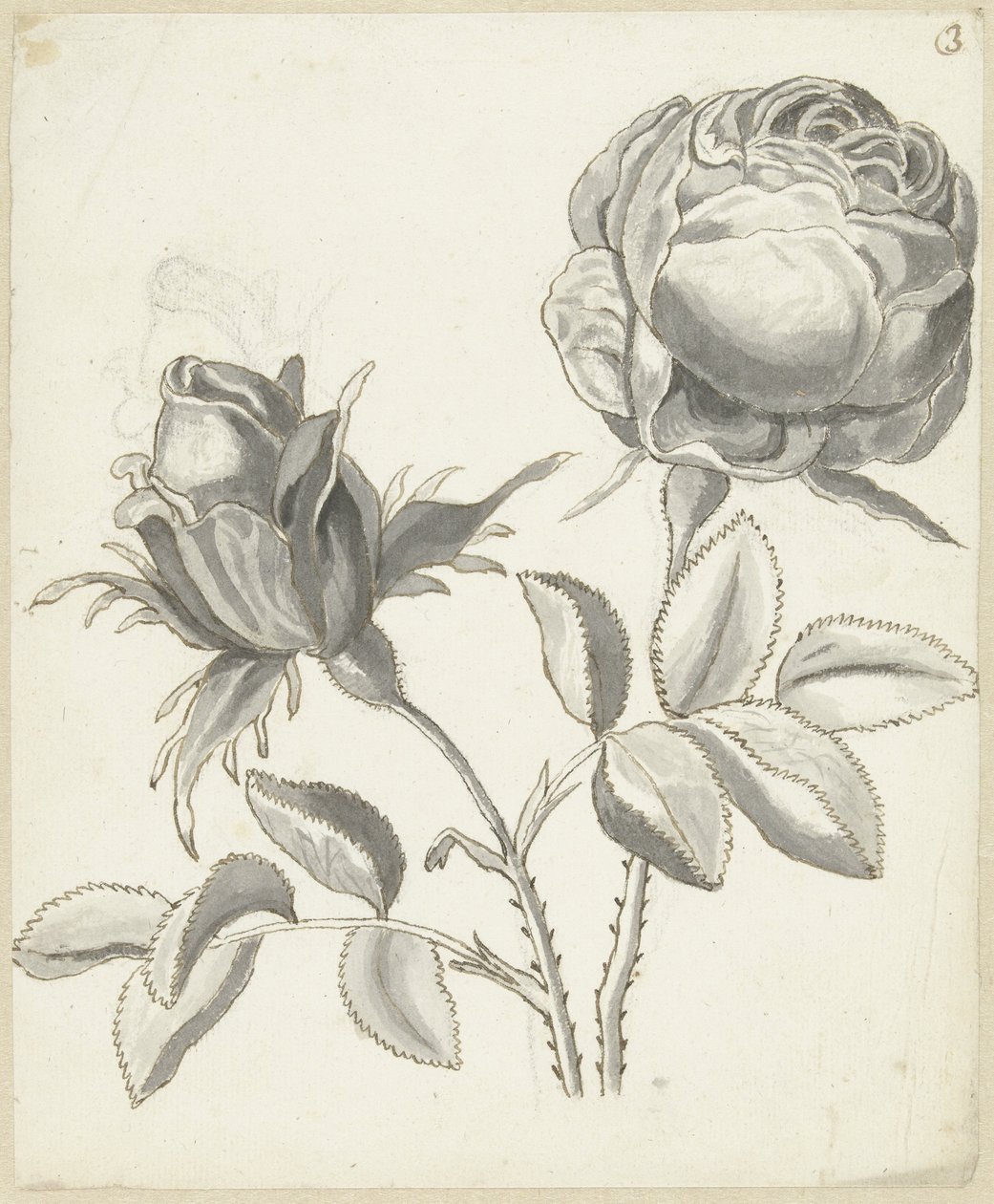 Deux roses - Bernard Picart