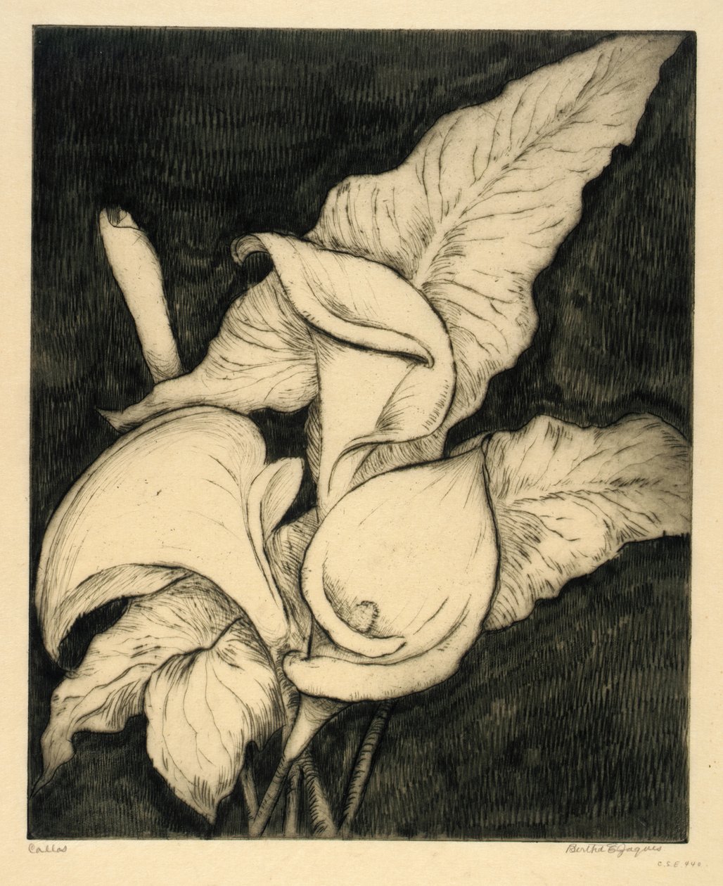 Callas - Bertha E. Jaques