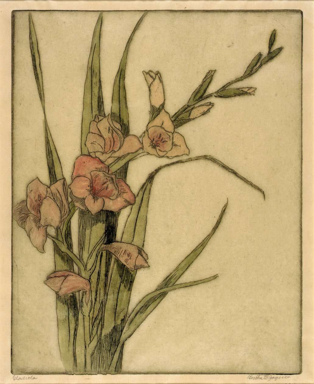 Gladiola - Bertha E. Jaques