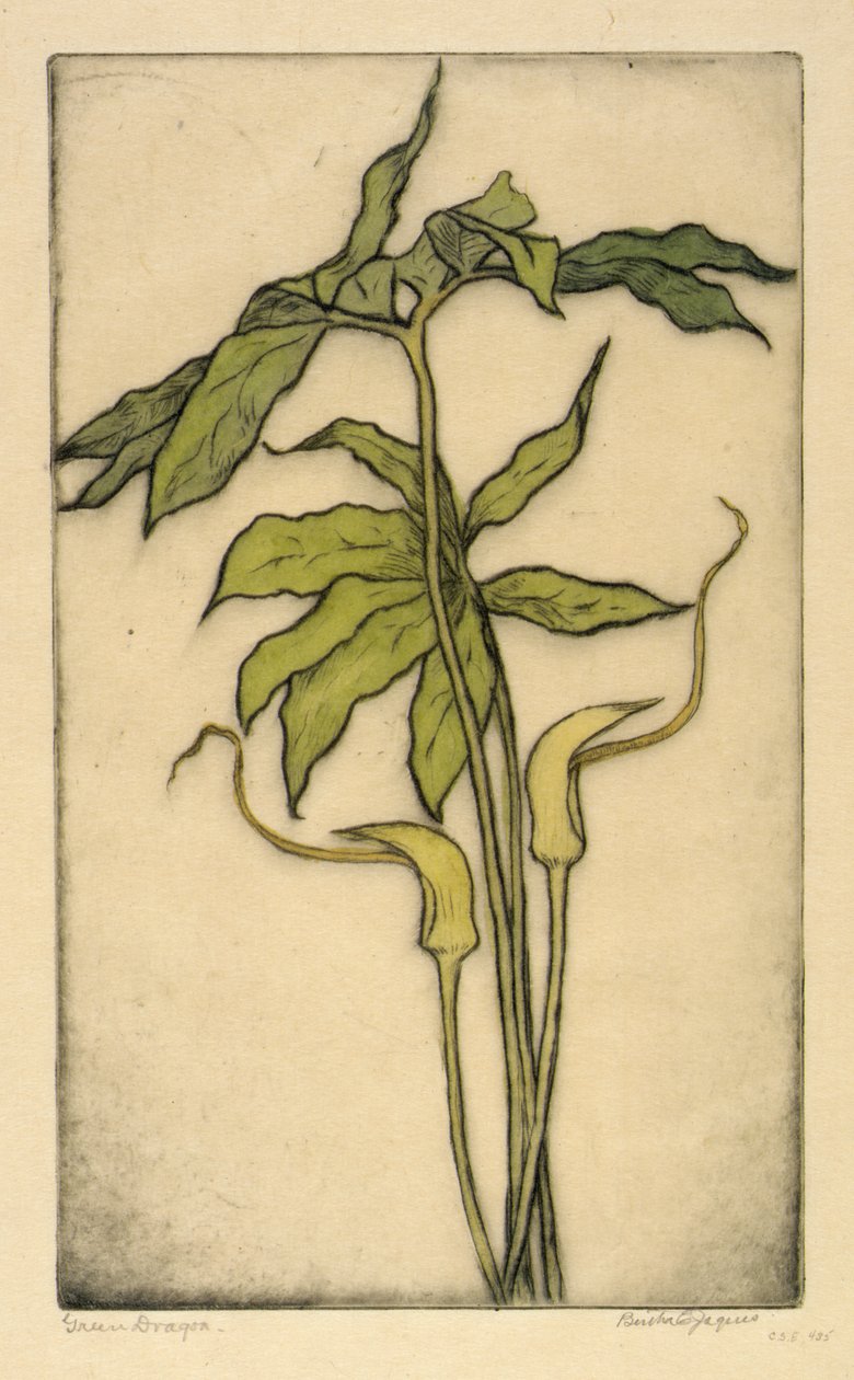 Dragon vert - Bertha E. Jaques