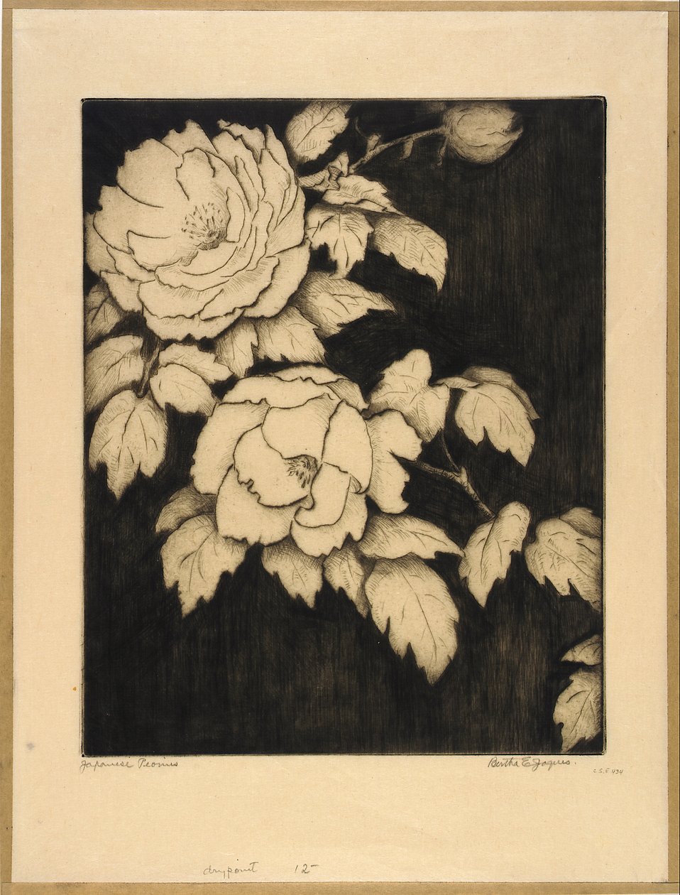 Pivoines japonaises - Bertha E. Jaques