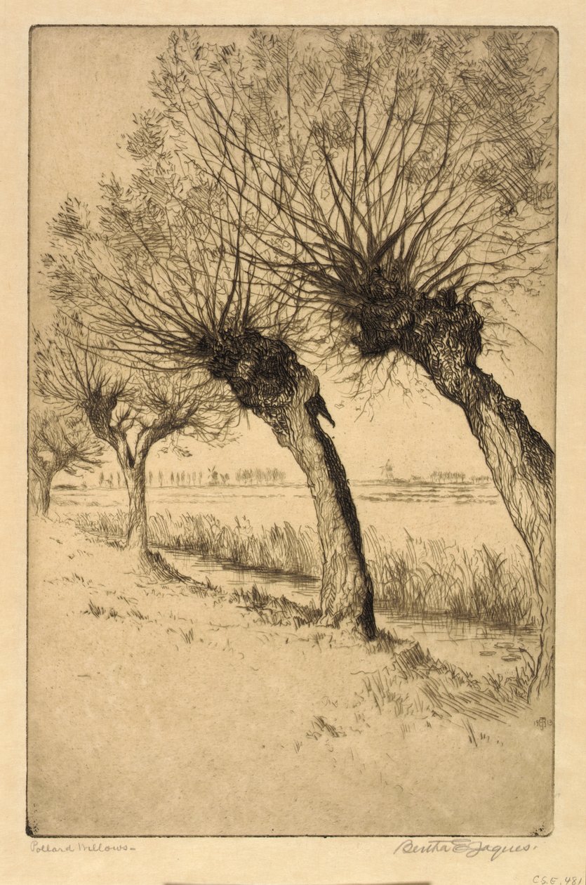 Pollard Willows, Rijsord, Pays-Bas - Bertha E. Jaques