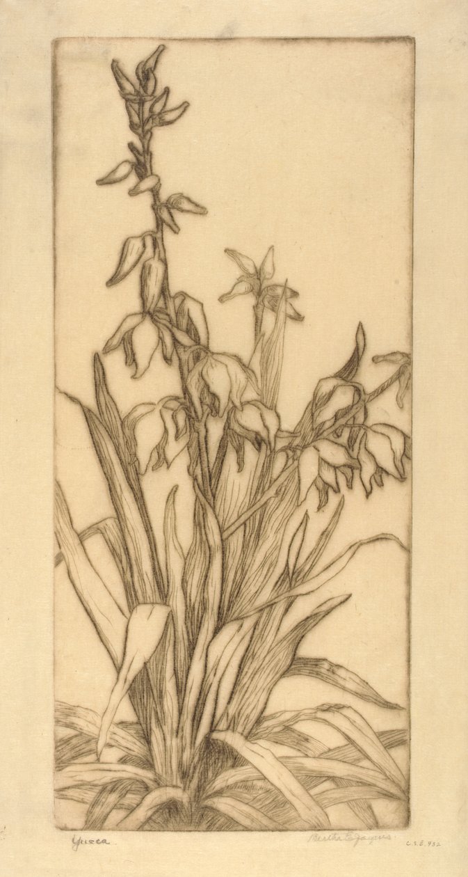 Yucca - Bertha E. Jaques
