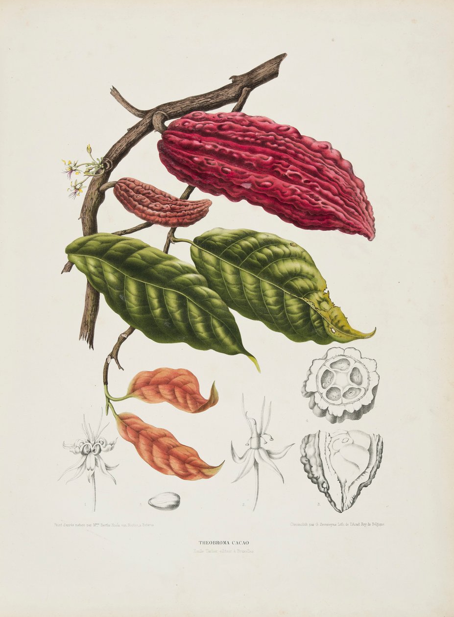 Theobroma, arbre de cacao - Berthe Hoola van Nooten