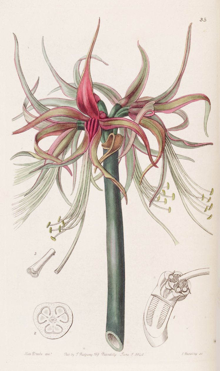 Hippeastrum cybister - Botanical Register