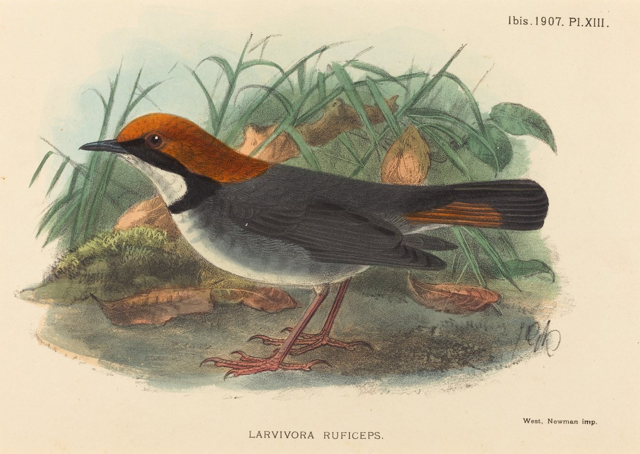 Oiseau (Larvivora Ruficeps) - British 19th Century