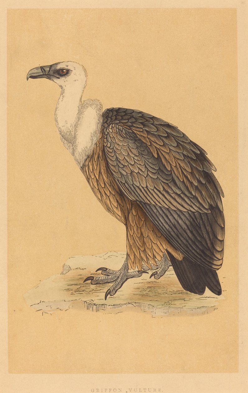 Vautour Griffon - British 19th Century