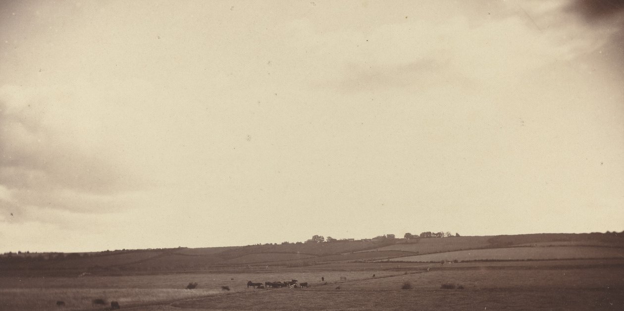 Vue des champs avec des vaches - British 19th Century