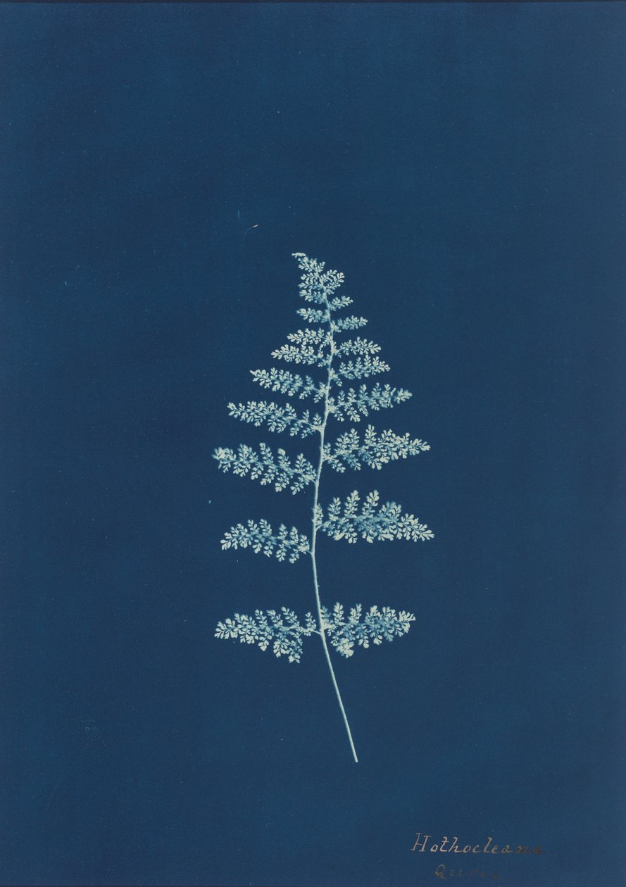 Hothocleana, c. 1850s (photo) - British Photographer