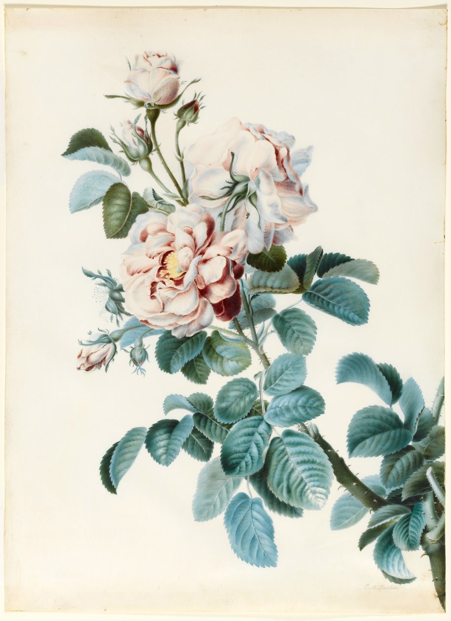 Rose de Damas - C. M. Bucher