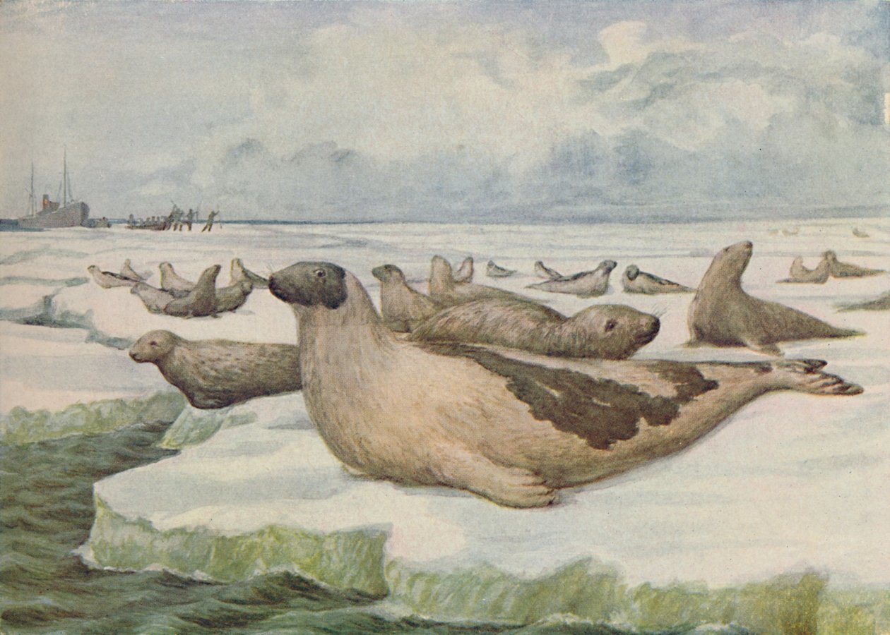 Chasse au Phoque, Terre-Neuve, 1916 - C.G Lowther
