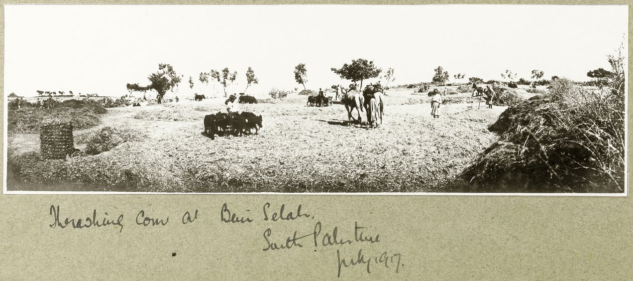 Battage du maïs à Beni Selah, juillet 1917 - Capt. Arthur Rhodes
