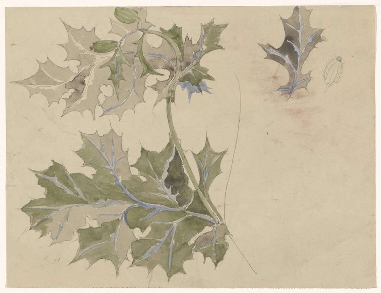 Feuilles de chardon - Carel Adolph Lion Cachet