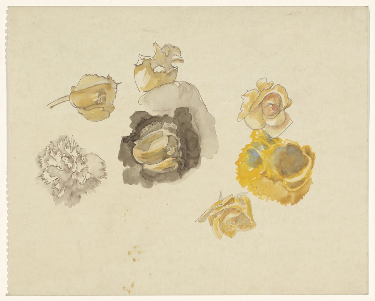 Études de fleurs jaunes - Carel Adolph Lion Cachet
