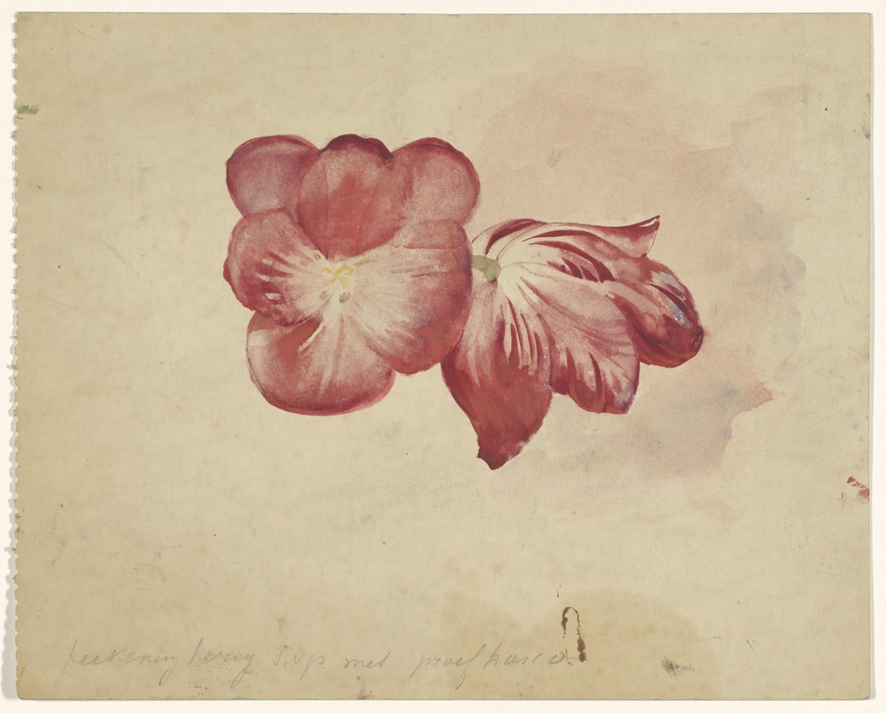 Deux tulipes rouges - Carel Adolph Lion Cachet