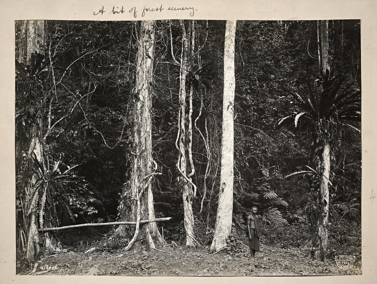 Lianes, ou plantes grimpantes, 1904 - Carl Vincenti
