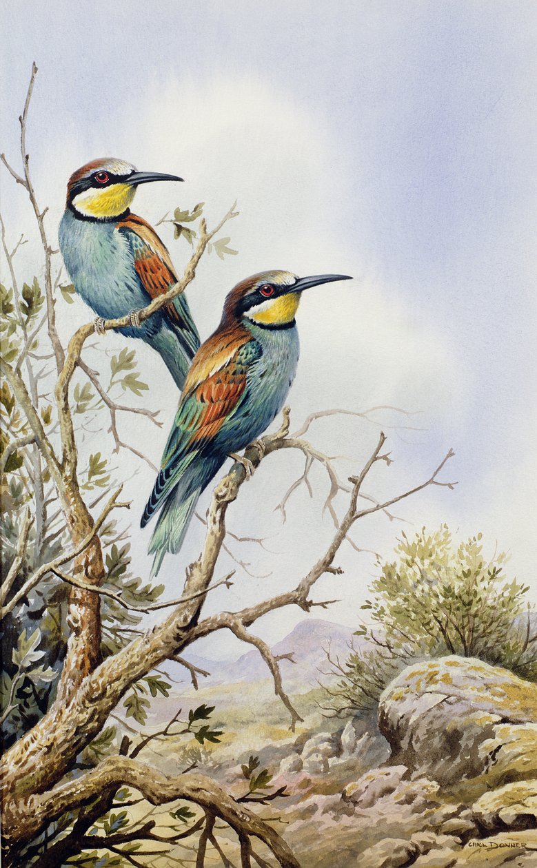 Guêpiers - Carl Donner