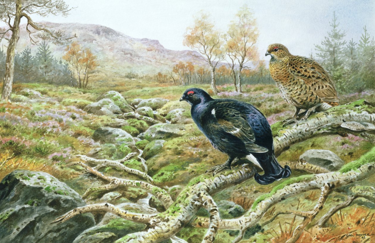 Tétras lyre sur une lande - Carl Donner