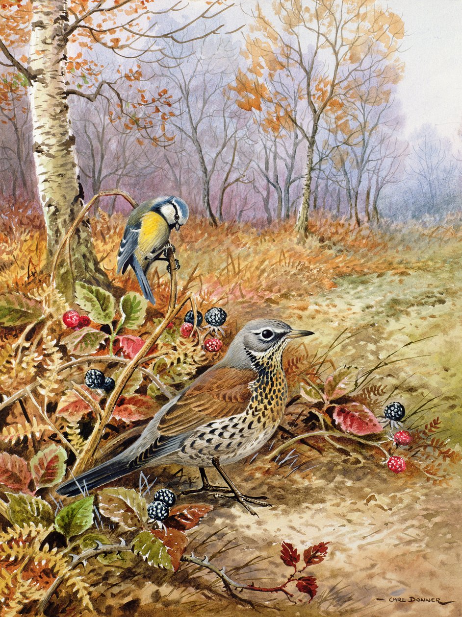 Grive litorne et mésange bleue - Carl Donner