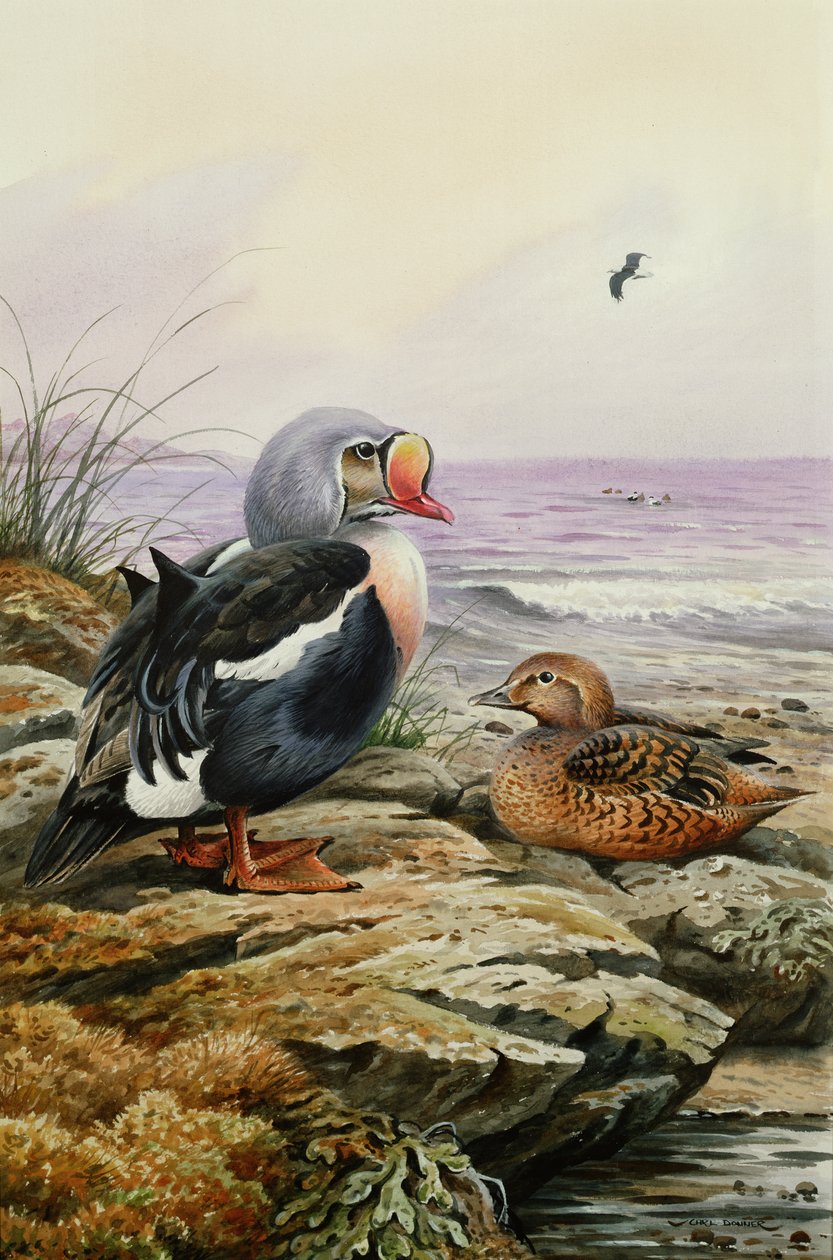 Eider à duvet - Carl Donner