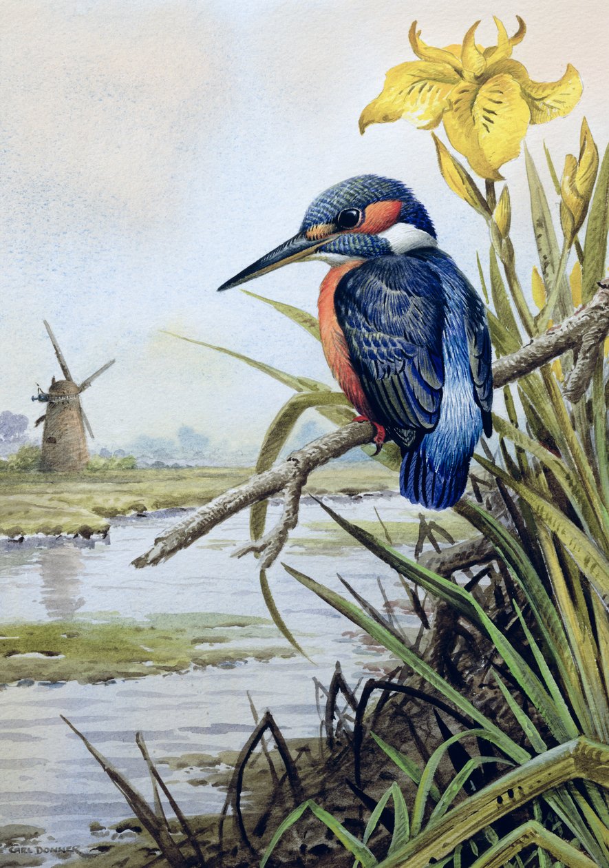 Martin-pêcheur avec iris des marais et moulin à vent - Carl Donner
