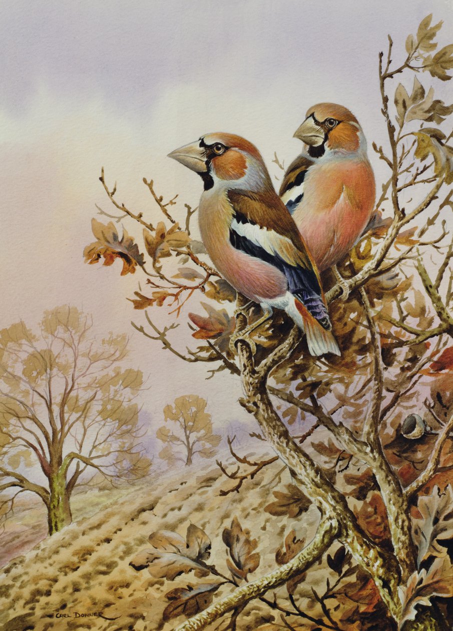 Couple de pinsons des arbres - Carl Donner