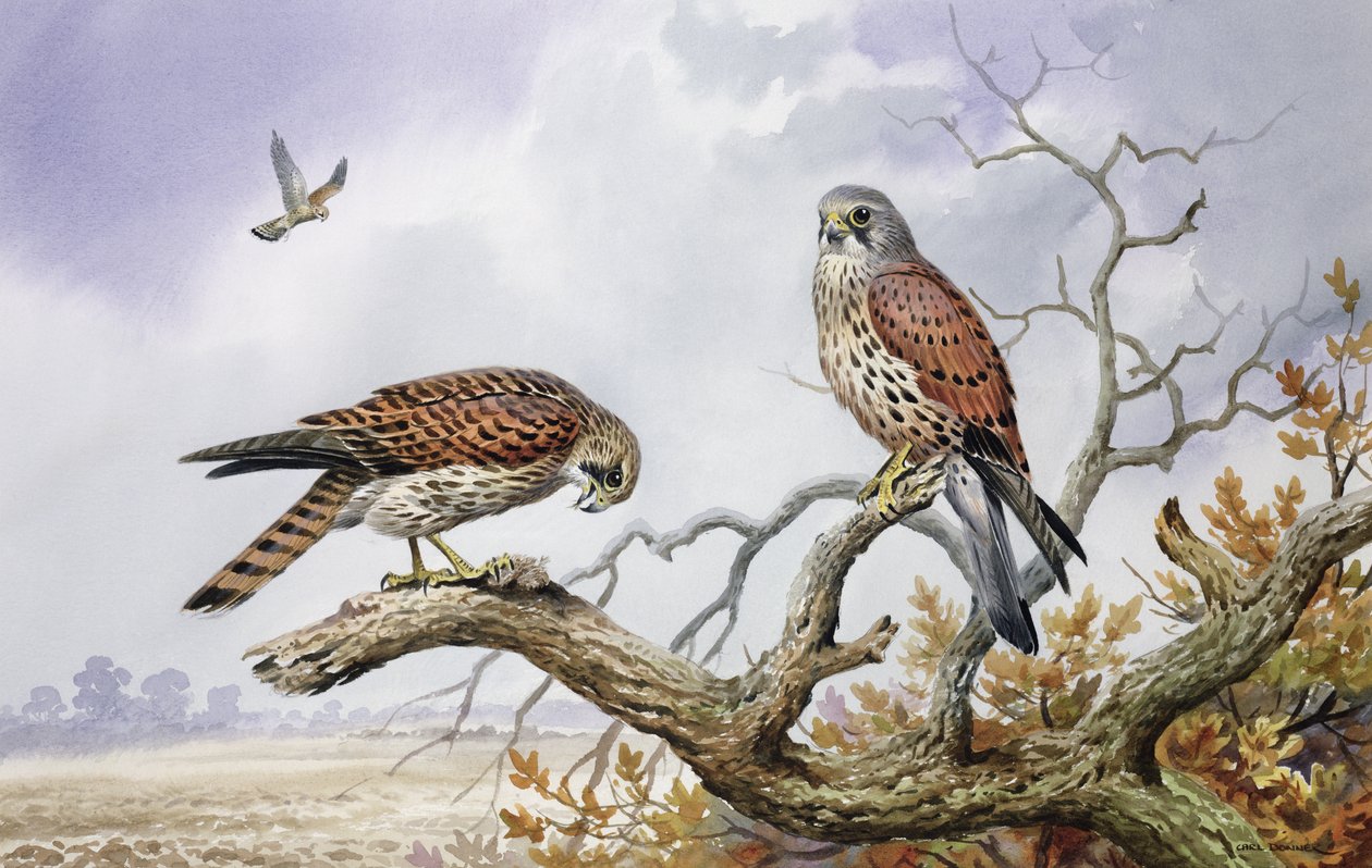 Couple de crécerelles - Carl Donner