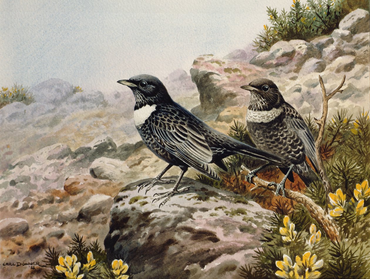 Merles à plastron - Carl Donner